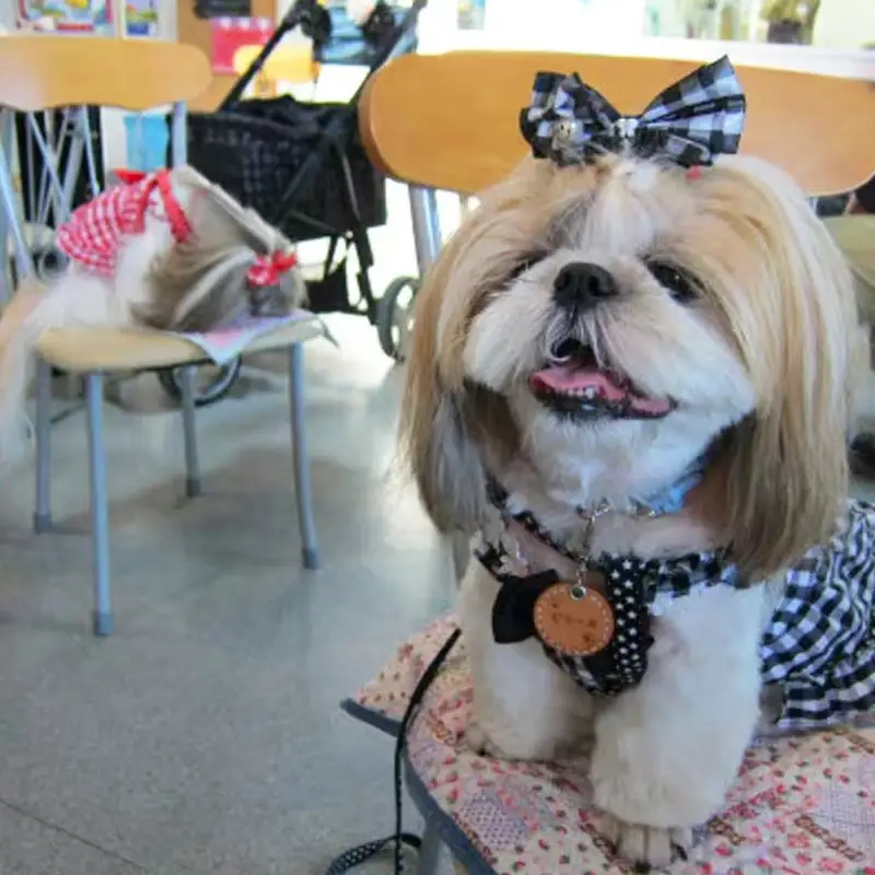 ”愛犬と伴にお食事” 「Dog Runs Well・ドッグパーク幸手店舗」お食事券 - チケット お食事券 カフェ 食事 ドッグカフェ ドッグラン 愛犬 犬 犬用おやつ おやつ Dog Runs Well ドッグランズウェル 埼玉県 幸手市