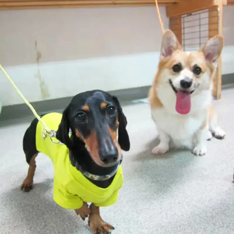 「愛犬の宿」ペットホテル宿泊利用券 - チケット ペットホテル 宿泊券 割引券 預かりサービス 愛犬 犬 Dog Runs Well ドッグランズウェル 埼玉県 幸手市