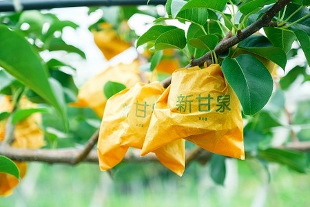 【予約受付中】【産地直送】鳥取県の梨「新甘泉」秀品　５kg　８～１４玉 [145]