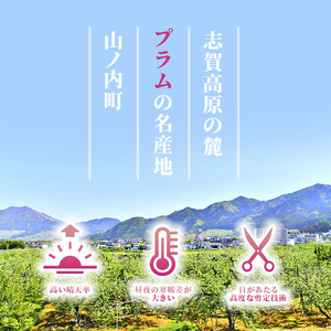 桃 志賀高原 プラム 太陽 1.4kg 12～13玉 桃