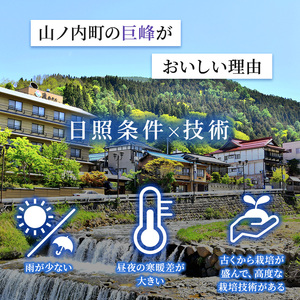ぶどう 志賀高原 種なし 巨峰 3～5房 2kg ぶどう