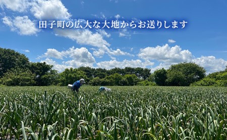 純黒にんにく Lサイズ6球入【青森県産にんにく】
