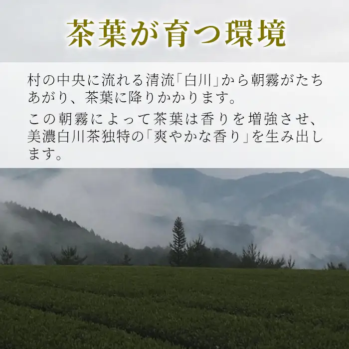 茶蔵園 ティーバッグ 詰め合わせ 5袋 お茶 茶 日本茶 緑茶 煎茶 微発酵茶 水出し緑茶 水出し ほうじ茶 焙じ茶 玄米茶 玄米 ティーバッグ ティーパック 岐阜県 東白川村 美濃白川茶 白川茶