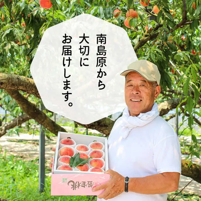 【2027年6月-発送】温室桃 約1kg [SAP002] 桃