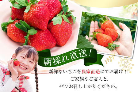期間限定発送 博多あまおう 約270g×2