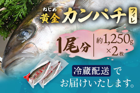 【配送日指定可能】 鹿児島 ねじめ黄金カンパチ フィレ 1尾（約1,250g×2枚）冷蔵便 JF-506| 魚 直送 養殖 根占 さかな 身が引き締まった かんぱち 漁師 刺身 寿司 しゃぶしゃぶ ぷりぷり食感 鹿児島県 南大隅町 ねじめ漁業協同組合
