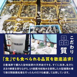 延岡産天然岩牡蠣（生食用）3kg（中）（2026年4月15日から発送開始） N036-YZA526