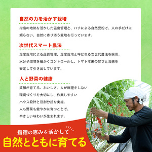 2026年12月上旬～発送 鹿児島県指宿市産 さくらんぼ トマト 薩摩の恋心 35個入 シナジーブリーディング IB077-001 ミニトマト ミニトマト