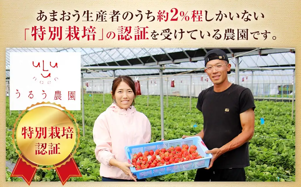 【特別栽培】うるう農園 冷凍あまおう 2kg あまおう イチゴ いちご 苺 フルーツ 果物
