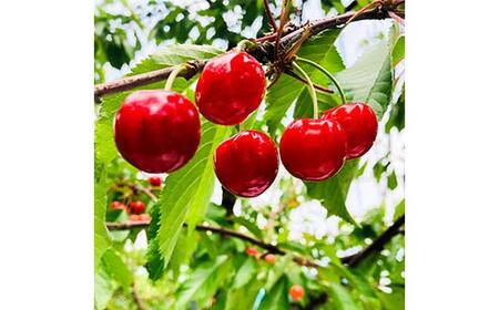 《2027年先行予約》山形県 中山町産 さくらんぼ 《紅秀峰特秀品》 700g 2Lサイズ以上 数量限定 山形県産 サクランボ フルーツ 果物 くだもの おすすめ F4A-0102