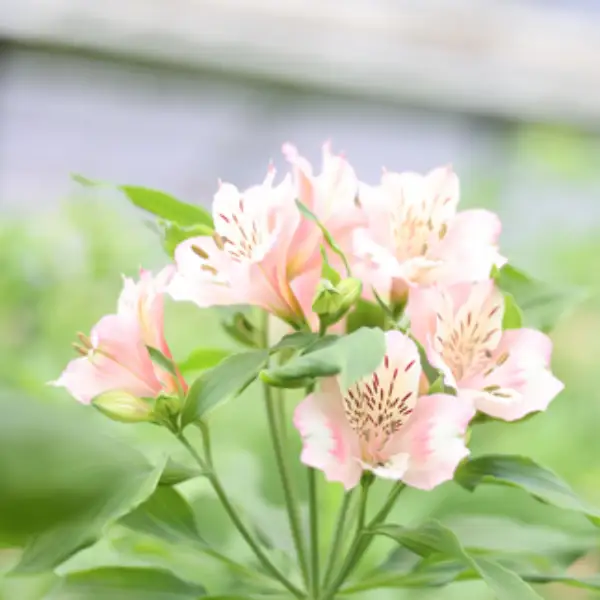 華やかな　アルストロメリア【生花】花農家直送品C　９月～３月発送　（多少茎の曲がりあり・花丈70cm・35本前後）［KS-103］