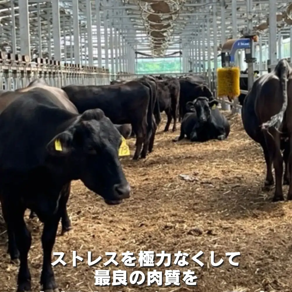 松阪牛の品評会で最優秀賞受賞歴のある 加藤牧場の黒毛和牛 ロース･肩ロース 1kg/牛肉 国産牛 国産 和牛 大容量 冷凍便 年末年始 お正月 黒毛和牛 ロース 肩ロース 肉 上質 家族 焼肉 しゃぶしゃぶ すき焼き 鍋 おいしい 美味しい 人気 おすすめ 三重県 四日市市 ふるさと納税