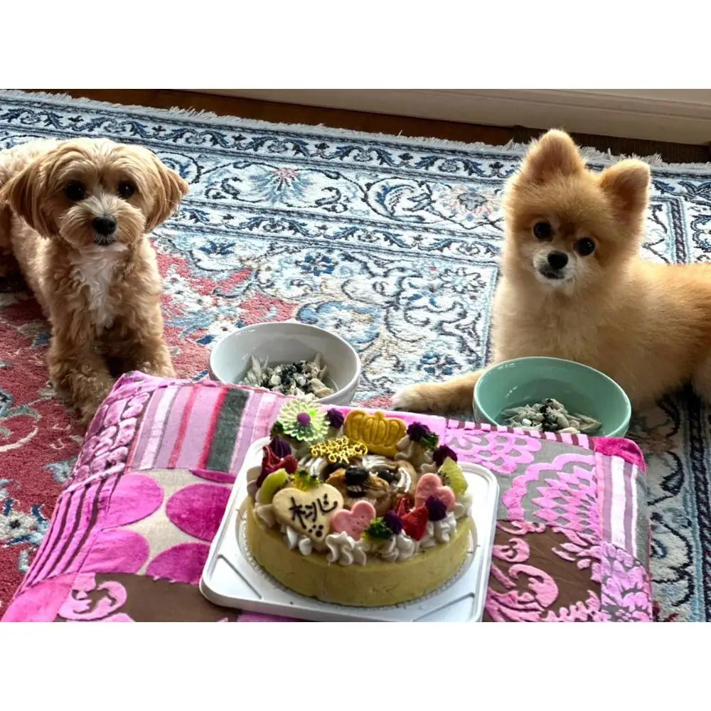 【ふるさと納税限定商品】犬用似顔絵ケーキ　アレルギー対応・獣医師監修