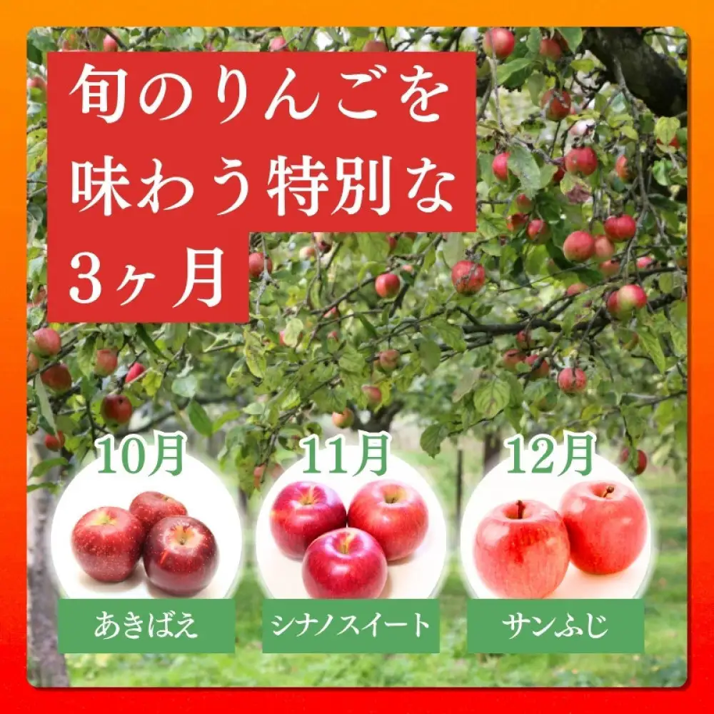 矢島農園　 長野市産 ◎りんごの定期便◎ 10月～12月 3ヵ月連続5kg(12～20玉)ずつお届け　あきばえ・シナノスイート・サンふじ |りんご フルーツ