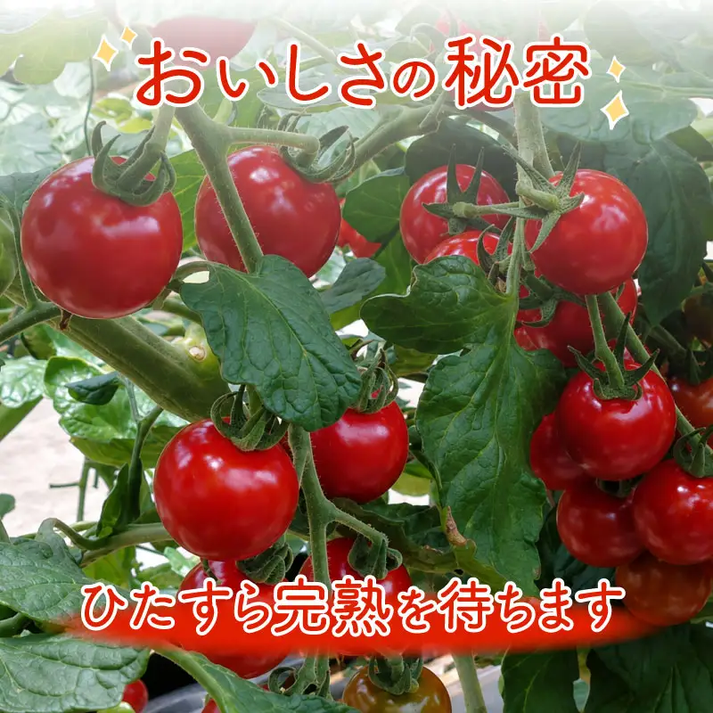 【先行予約】 フルーツミニトマト くれまるこ 1.2kg ミニトマト