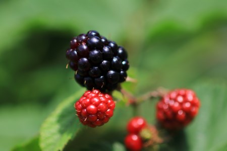 添加物と砂糖をつかわない海藻ゼリー ボイセンベリー 36個 カルシウム ミネラル 食物繊維 寒天 天草 木いちご ベリー ジュレ フルーツ デザート 無添加 常温配送 送料無料 広島県 呉市 ku058-009-r