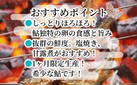 限定生産！生産者直送！こだわりの「信州あゆ 子持ち 」冷凍8尾入 アユ 鮮度抜群 みずみずしい 旬 魚介 旨みが濃い 長野 上田市