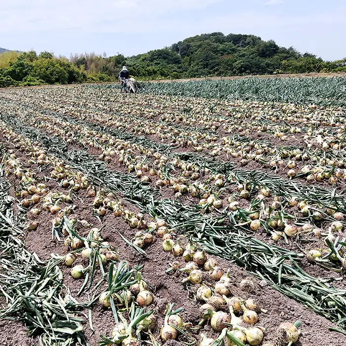 五斗長玉ねぎ 20kg　玉ねぎ