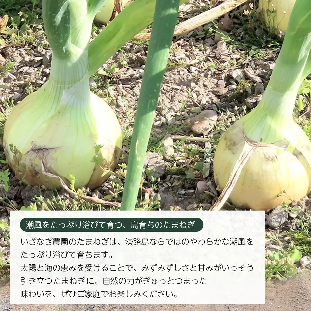 いざなぎ農園の淡路島玉ねぎ 10kg　玉ねぎ