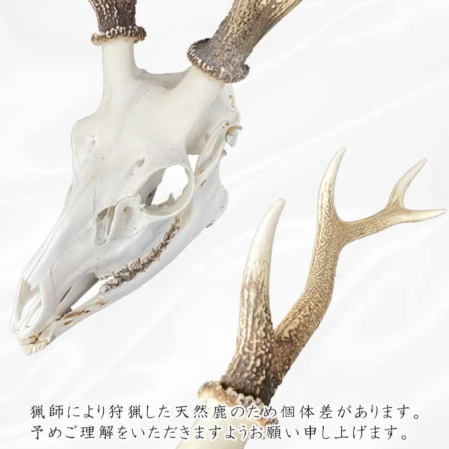 鹿スカル/スカルトロフィー 鹿 鹿角 ツノ 骨 インテリア 趣味 狩猟