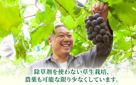 【先行予約】コクのある甘さ 種あり 巨峰 4房から6房 2026年8月下旬から9月上旬 出荷予定【春光園】 ぶどう ブドウ 葡萄 巨峰 種あり 果物 フルーツ
