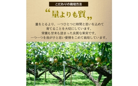 【ふるさと納税】【先行予約】しゅうたの畑 あまーい♪ 豊水梨 6玉から7玉 【2026年8月下旬より順次発送予定】 梨 なし ナシ 豊水 ほうすい フルーツ 果実 果物 常温 送料無料 福岡県 うきは市