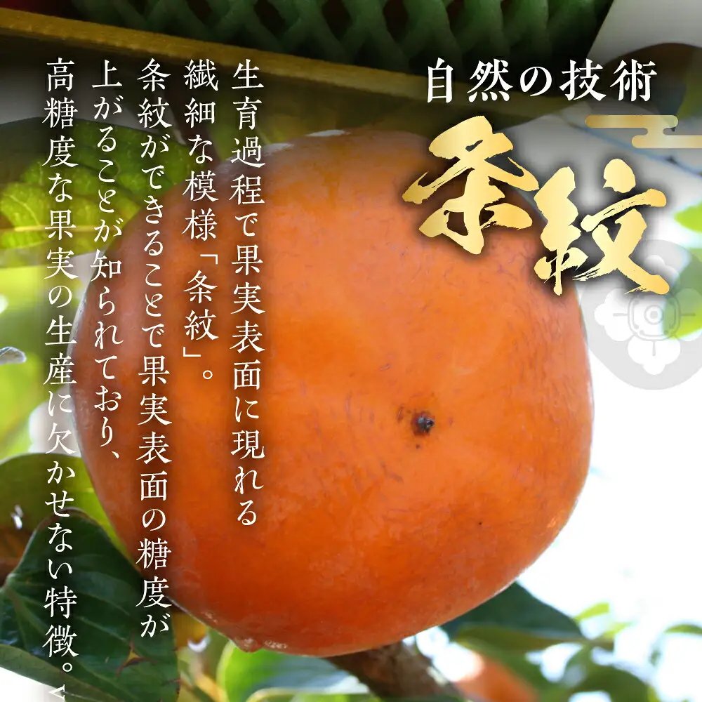 [先行予約] 令和8年産 岐阜の高級ブランド柿「天下富舞(てんかふぶ)」武士(もののふ) 5～6玉入り 10月下旬～11月中旬に配送 [0957]