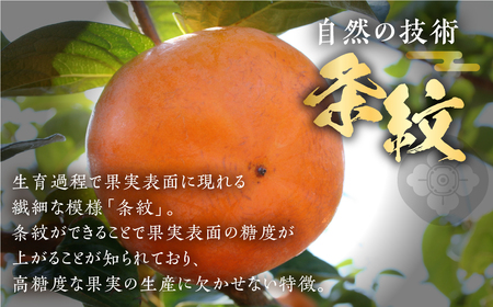 [先行予約]令和8年産 高級 柿「天下富舞(てんかふぶ)」 大将 3玉 高級[0958] 柿