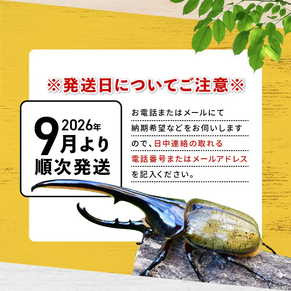【先行予約】ヘラクレスオオカブト3令幼虫ペア ※育て方の説明書付き※配送不可地域あり【2026年9月から順次発送】
