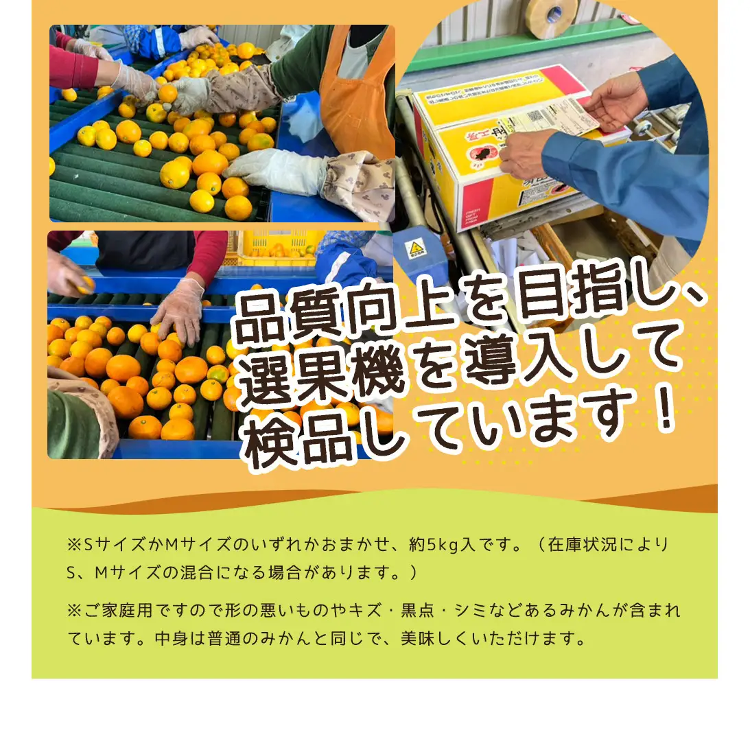 【2026年先行予約】ご家庭用　和歌山 有田みかん 約5kg (S、Mサイズ)【湯浅町】_ZJ6078