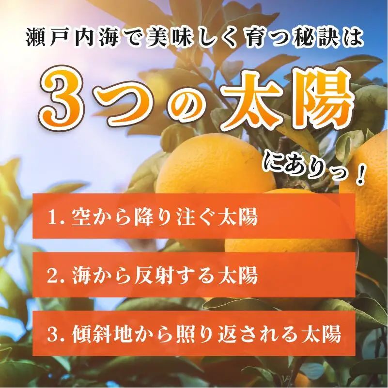 【先行予約】はるみ 5kg S～2L 愛媛県今治市