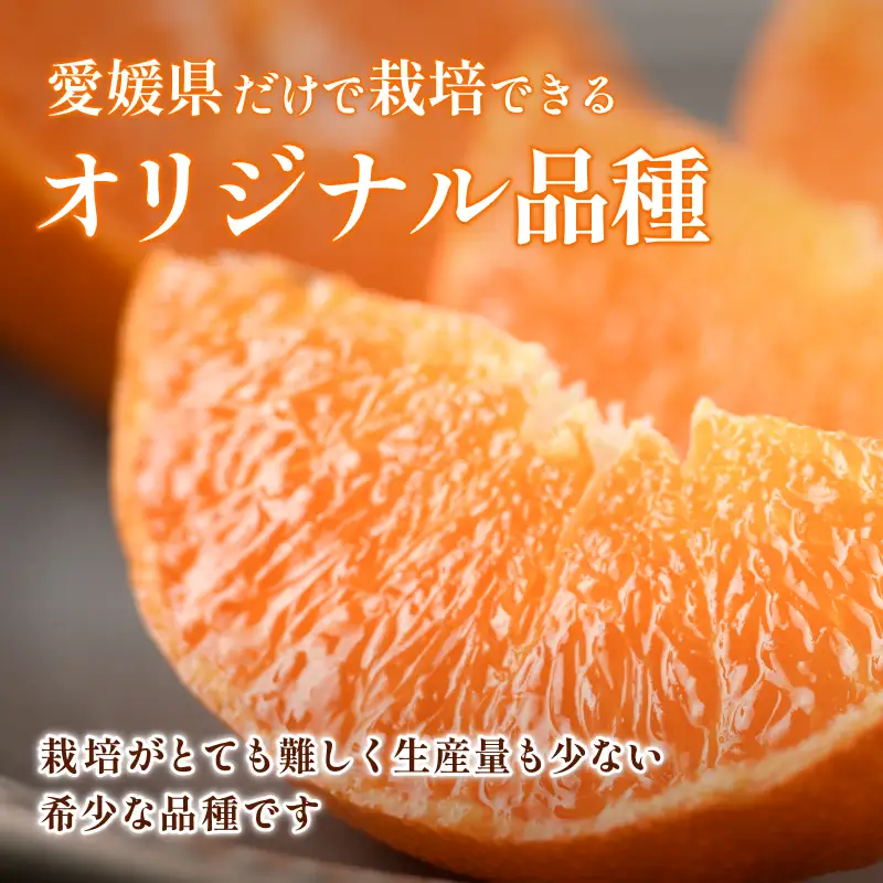 【先行予約】 甘平（贈答用）化粧箱 4L～2L 8～12玉