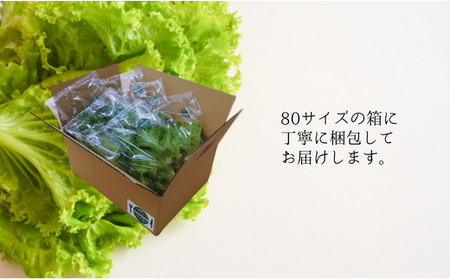 【習志野ファーム・ベチカ】鮮度長持ち！新鮮レタスの2種詰め合わせ（計6個）