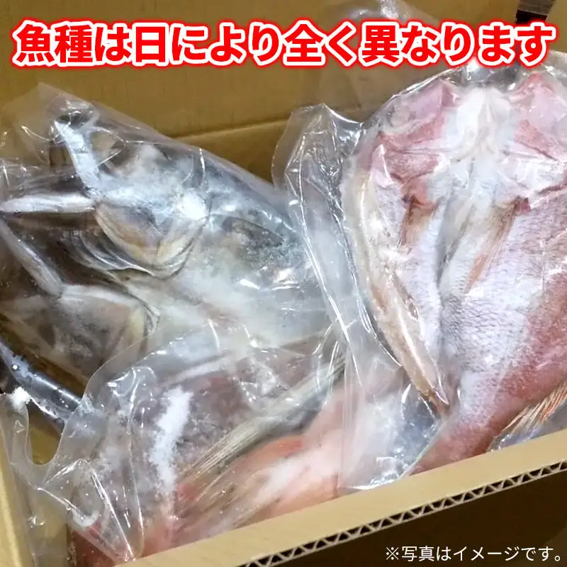 干物の玉手箱 5～6枚