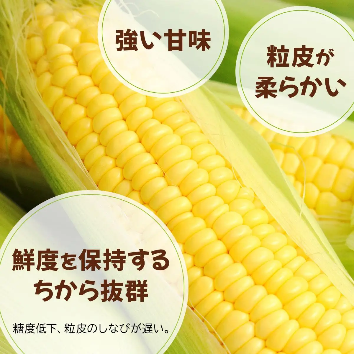 【 2027年先行予約】北海道 朝もぎ とうもろこし 恵味 ゴールド L-LLサイズ 20本【55250829】