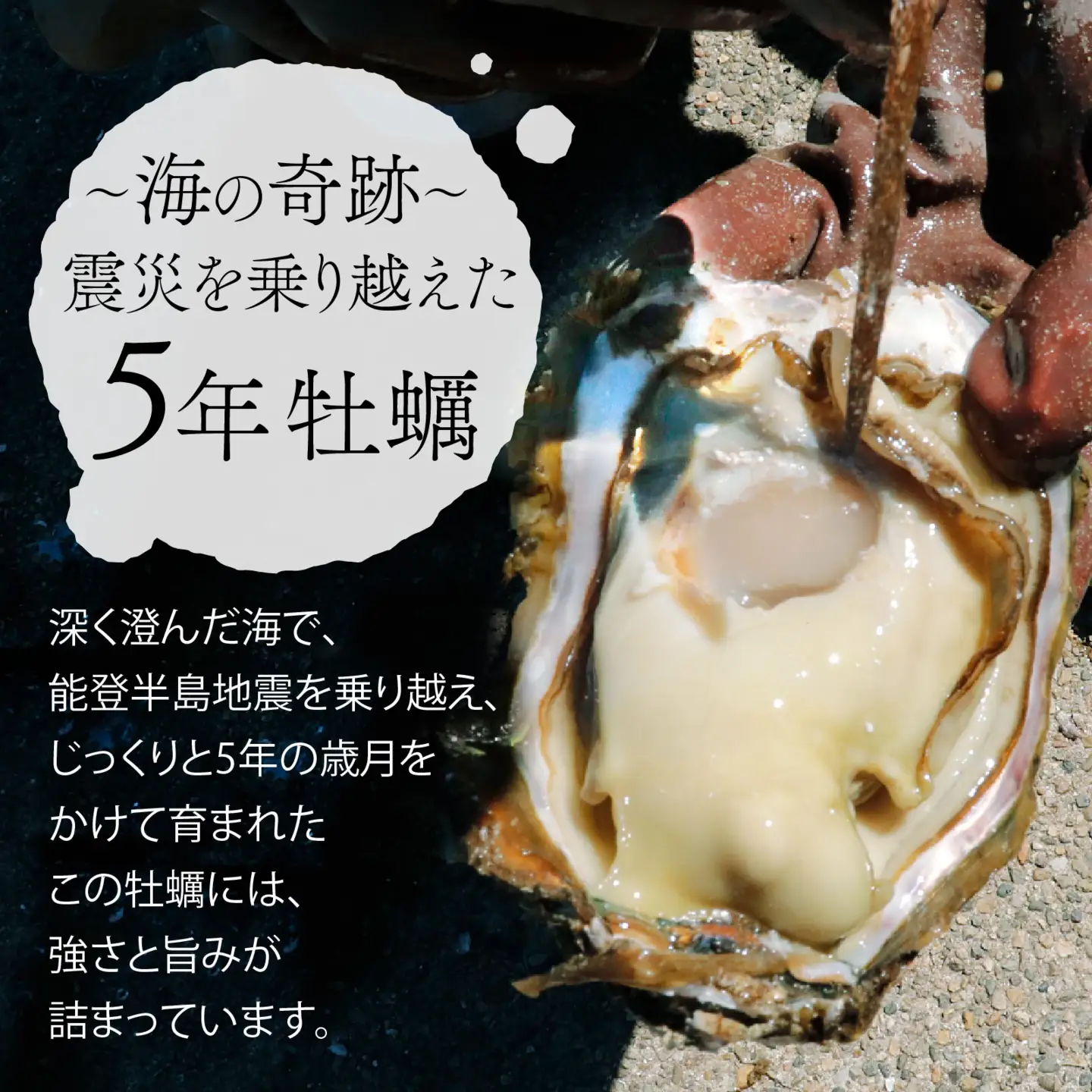 奥能登 松村水産の岩牡蠣 約3kg【殻付き・加熱用】/ 岩牡蠣