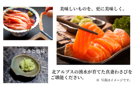 本わさび「真妻わさび」Mサイズ３本セット 約240ｇ 北アルプスの湧水が育てた山の宝石 ワサビ  