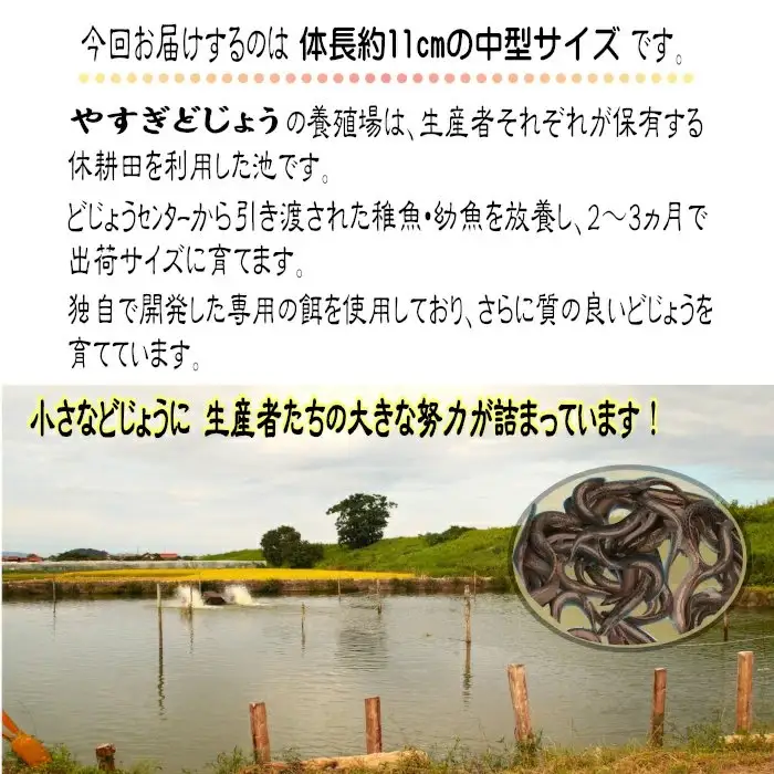 やすぎどじょう250g（女子高生制作どじょう料理レシピBOOK付き）【どじょう 活魚 生きたまま 食用 養殖 やわらかい 弾力 クセがない レシピ付き 魚 美味しい 栄養 食べやすい 新鮮 島根県 安来市】【価格変更】【09-DS-01】