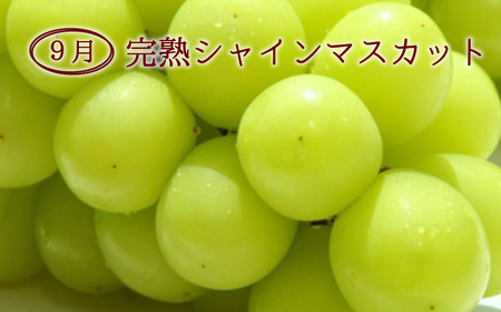 定期便【全3回/7・8・9月】【数量限定】和歌山産フルーツ定期便！人気の桃とぶどう三昧　桃 ピオーネ シャインマスカット【tkb152】