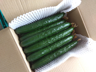 朝採りきゆうり4kg【FM01W2】 野菜 新鮮