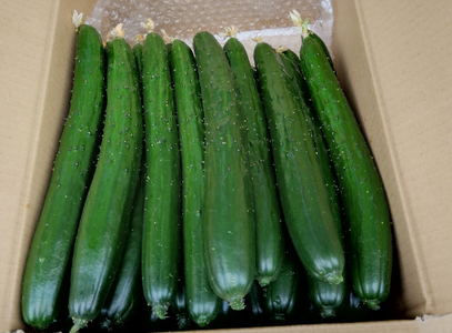 朝採りきゆうり5kg【FM02W2】 野菜 新鮮