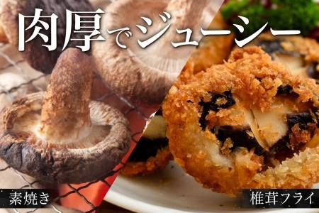 しいたけ 特A 秀品 2パック 計500g 摩周美人 シイタケ 椎茸 生しいたけ きのこ キノコ 菌床栽培 大粒 肉厚 BBQ バーベキュー 送料無料 北海道 弟子屈町 5000円 1803