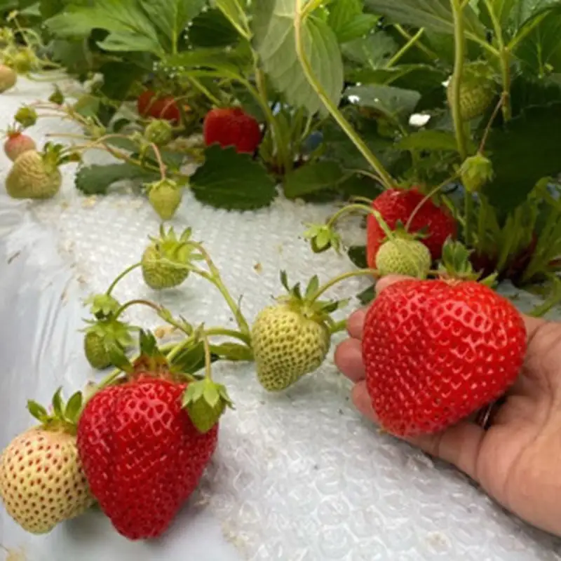 オーガニック冷凍あまおう 「いせいちご」 2kg (500g×4パック)【伊世いちご畑】_HA1316