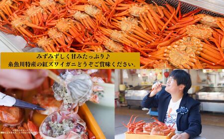 【浜茹で】紅ズワイガニ×3杯 日本海直送 紅ずわいがに 姿 新潟県糸魚川 マリンドリーム能生のカニ屋横丁からお届け！ ベニズワイガニ お届け日指定可能 ボイル 【かに カニ 新鮮 日付指定可能 冷凍 】