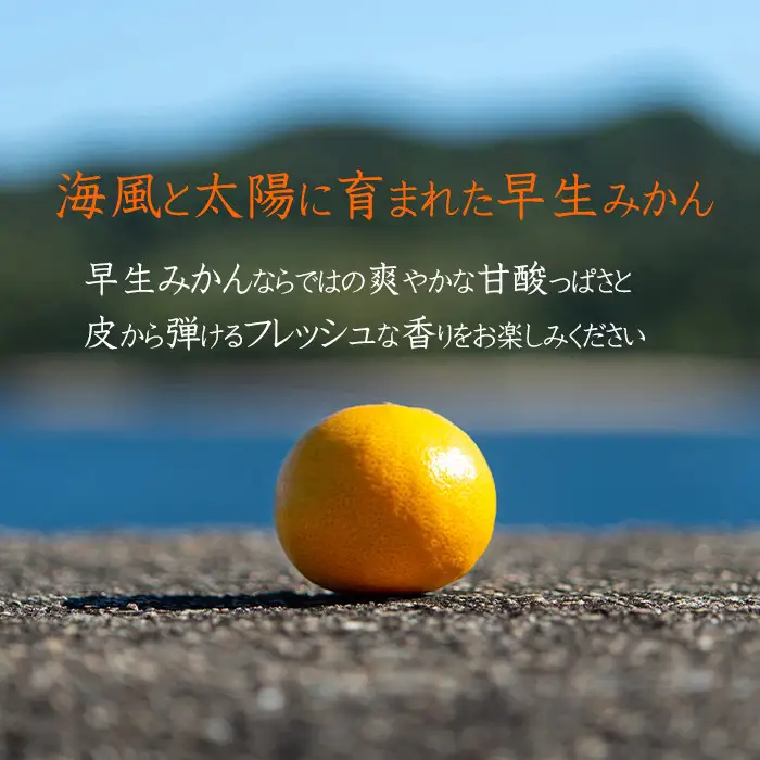 【ふるなびWEEK対象】早生みかん 約5kg S・M・Lサイズおまかせ 《赤秀》 和歌山県産 農園直送 まごころ産直みかん 【11月中旬頃発送開始】【北海道・沖縄県・一部離島 配送不可】 果物 柑橘 贈答 Sサイズ Mサイズ