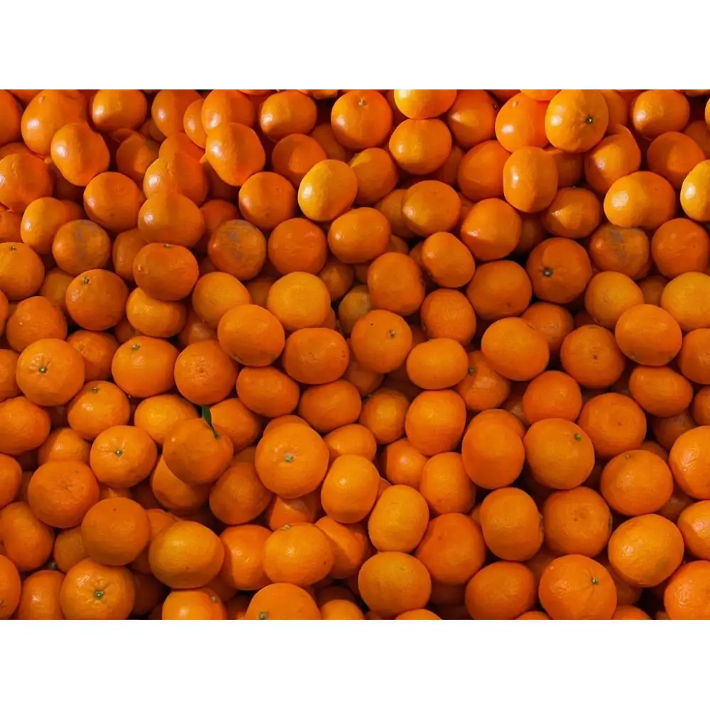 ［大玉サイズ(２Ｌ・３Ｌ）・秀／優混合］早生みかん≪5kg≫和歌山有田産！［予約販売］［数量限定］まる隆果樹園