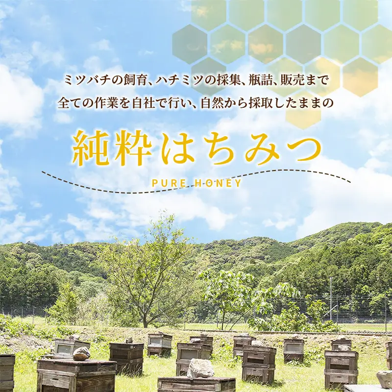 蜂蜜 アカシア 1kg 三重県産 蜂蜜 2026年採集