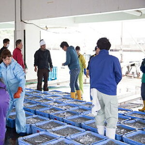 まるとも海産【冷蔵】茹でたて 釜揚げしらす 1kg 箱入り 紀州湯浅湾 直送！_C6036n