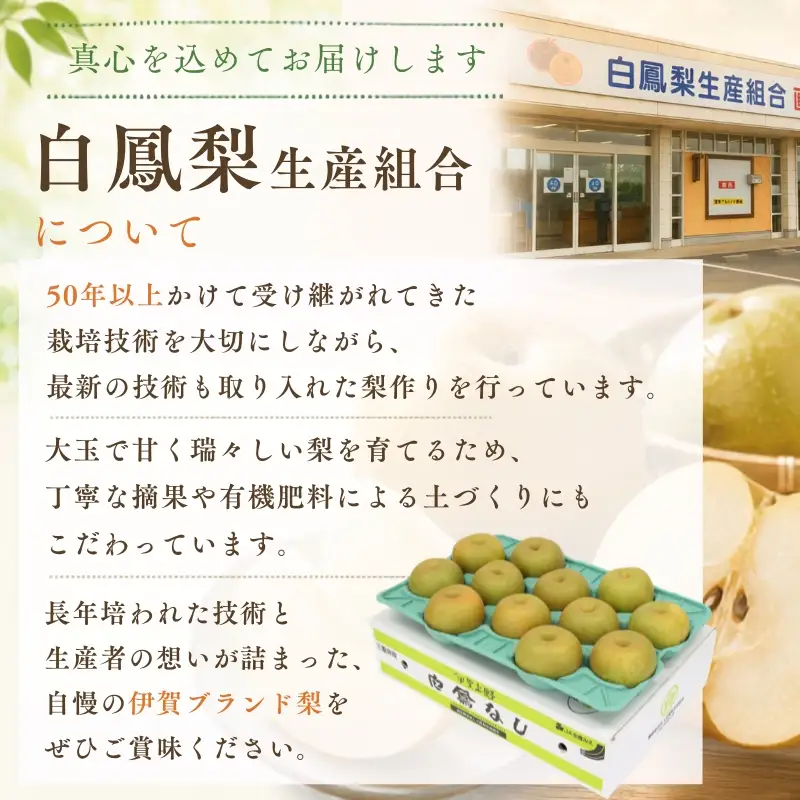 梨 白鳳梨（豊水）3L  14玉 ※お届けは9月上旬から9月中旬頃の予定 梨 【hkns0001】