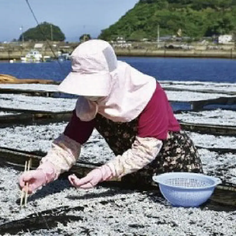 特選 ちりめん すくいちりめん 75g×5袋 計375g 愛媛県漁業協同組合宇和島支所 じゃこ ちりめんじゃこ しらす しらす干し ちりめん干し 冷蔵 人気 おつまみ 加工品 水産品 ふりかけ 弁当 おにぎり カタクチイワシ イワシ 産地直送 国産 愛媛 宇和島 D018-027004
